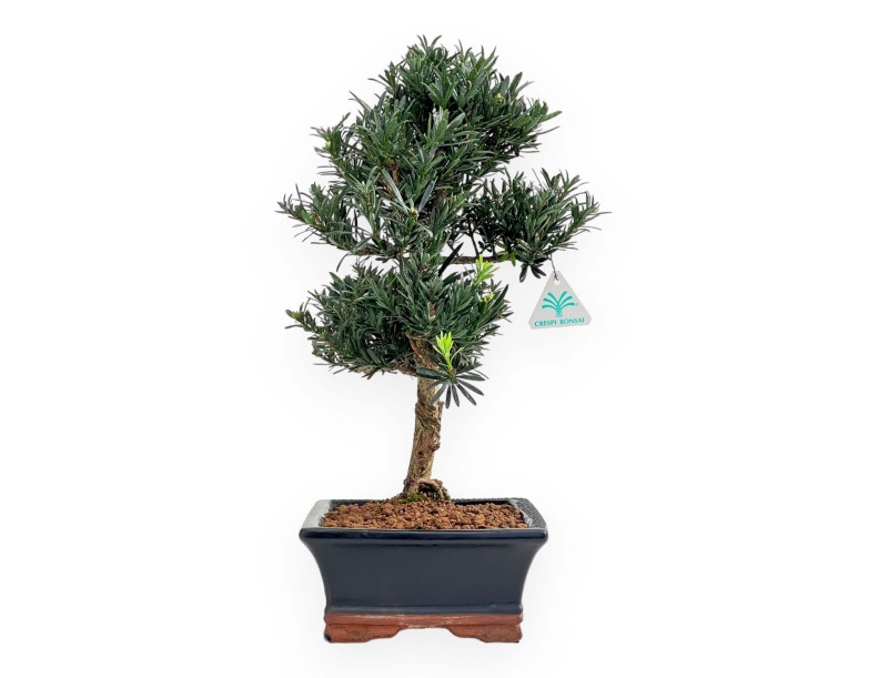 Podocarpus Macrophylla - 44 cm