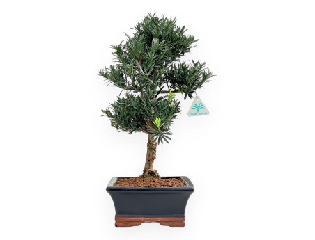 Podocarpus Macrophylla - 44 cm