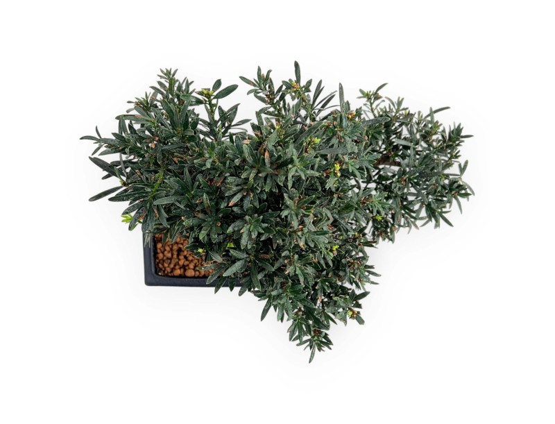 Podocarpus Macrophylla - 44 cm