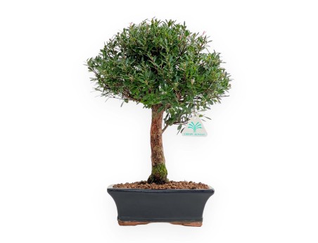 Syzygium - Myrte - 38 cm