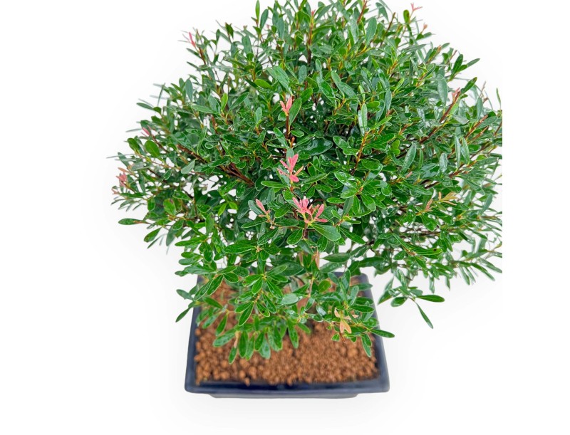 Syzygium - Mirto - 38 cm