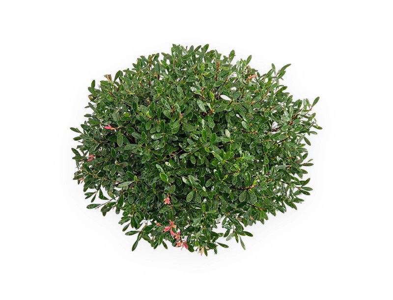 Syzygium - 38 cm