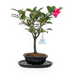 Set Camellia - 38 cm
