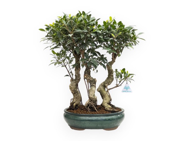 Ficus Retusa - 65 cm