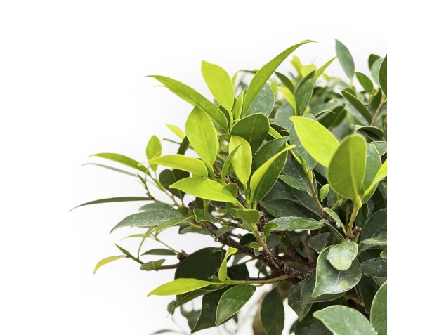 Ficus Retusa - 65 cm 2