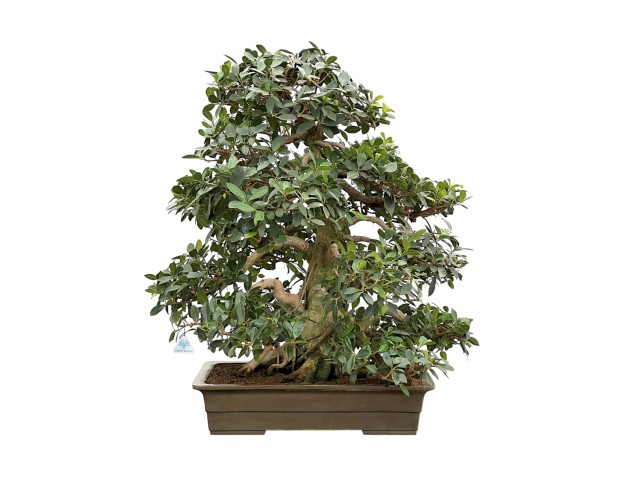 Ficus Formosanum - Fig - 98 cm