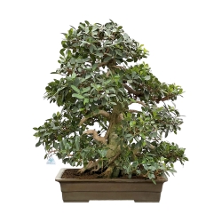 Ficus Formosanum - Figuier - 98 cm