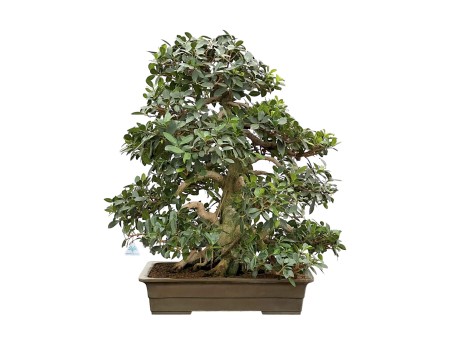 Ficus Formosanum - Fig - 98 cm