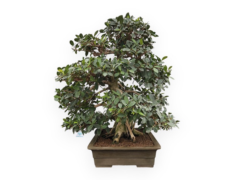 Ficus Formosanum - 98 cm
