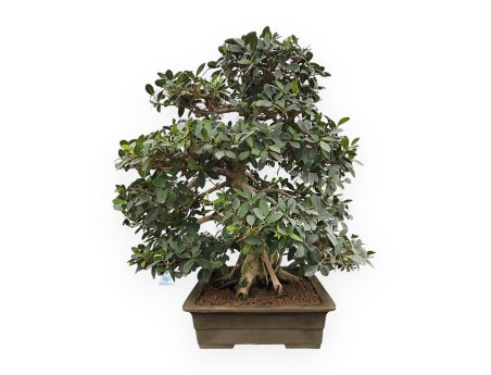 Ficus Formosanum - Fig - 98 cm