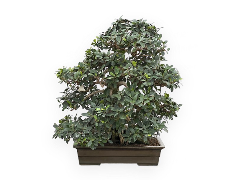 Ficus Formosanum - 98 cm