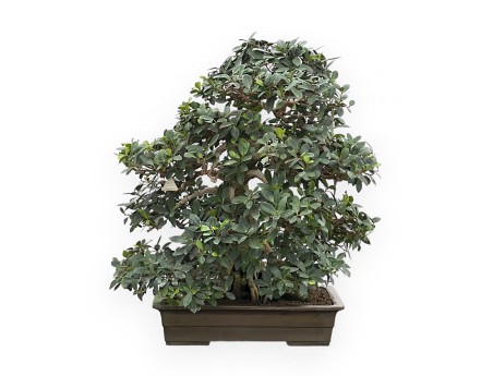 Ficus Formosanum - 98 cm