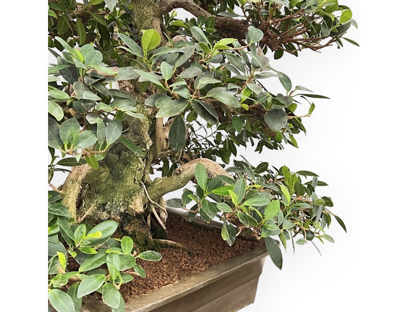 Ficus Formosanum - 98 cm