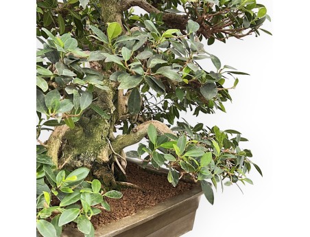 Ficus Formosanum - Fig - 98 cm