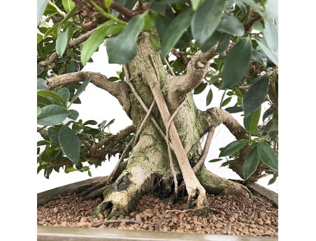 Ficus Formosanum - Fig - 98 cm