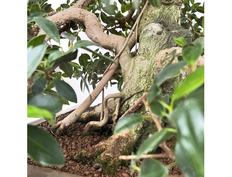 Ficus Formosanum - Fig - 98 cm