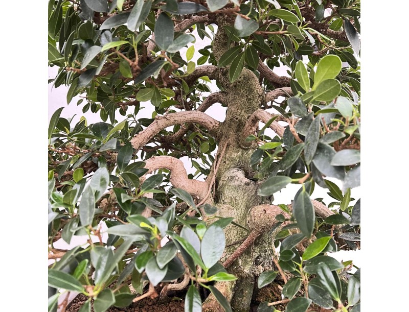 Ficus Formosanum - Fig - 98 cm