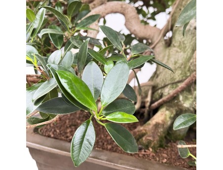Ficus Formosanum - Fig - 98 cm
