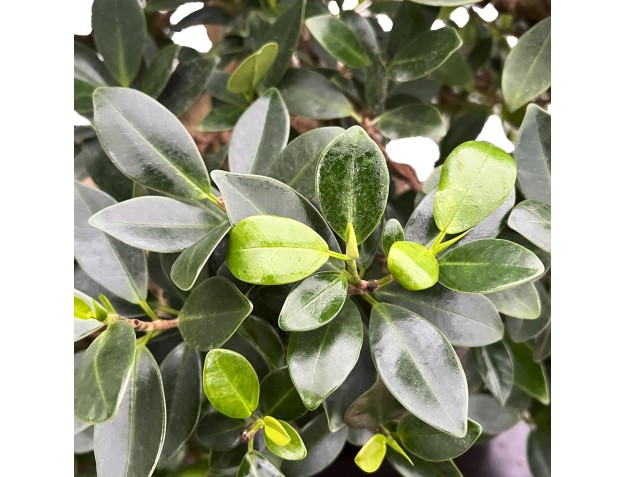 Ficus Formosanum - Fig - 98 cm 2