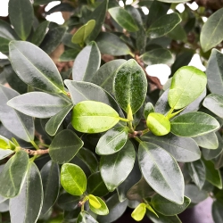 Ficus Formosanum - Figuier - 98 cm