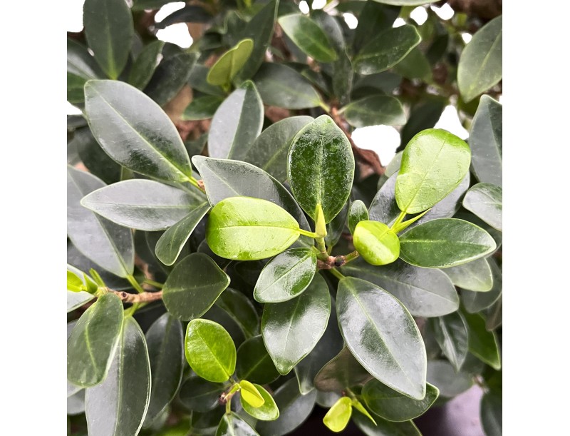 Ficus Formosanum - Fig - 98 cm