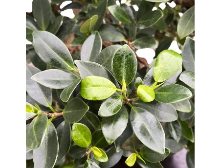 Ficus Formosanum - Fig - 98 cm