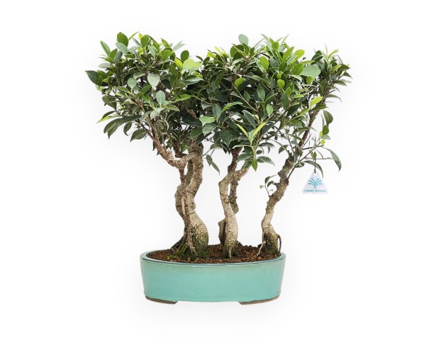 Ficus Retusa - Figuier - 54 cm