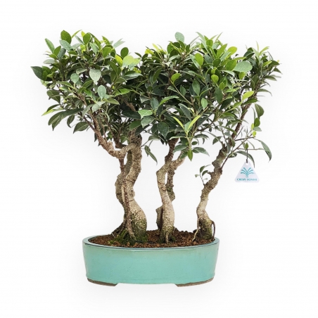 Ficus Retusa - 54 cm