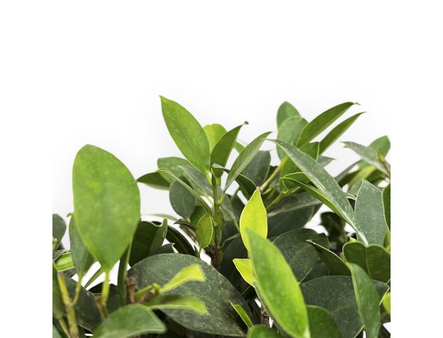 Ficus Retusa - 54 cm 2