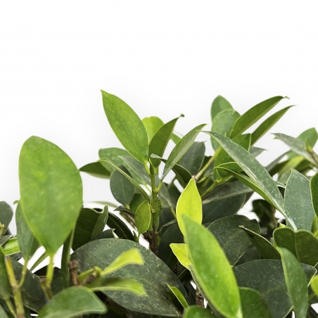 Ficus Retusa - Figuier - 54 cm