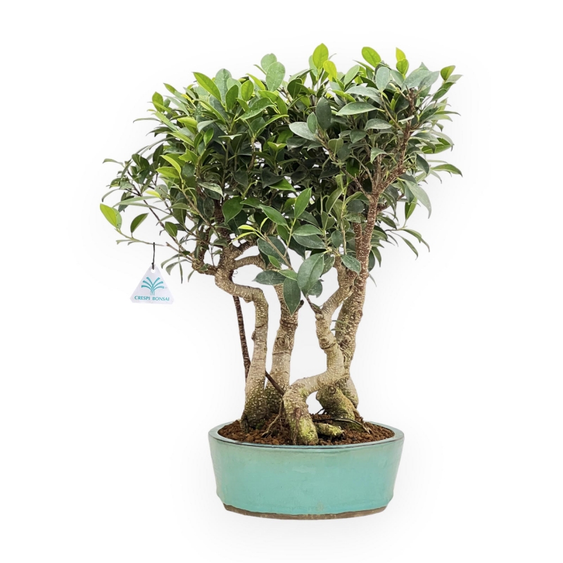 Ficus Retusa - Fig - 54 cm