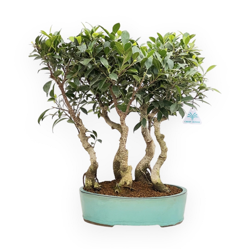 Ficus Retusa - 54 cm