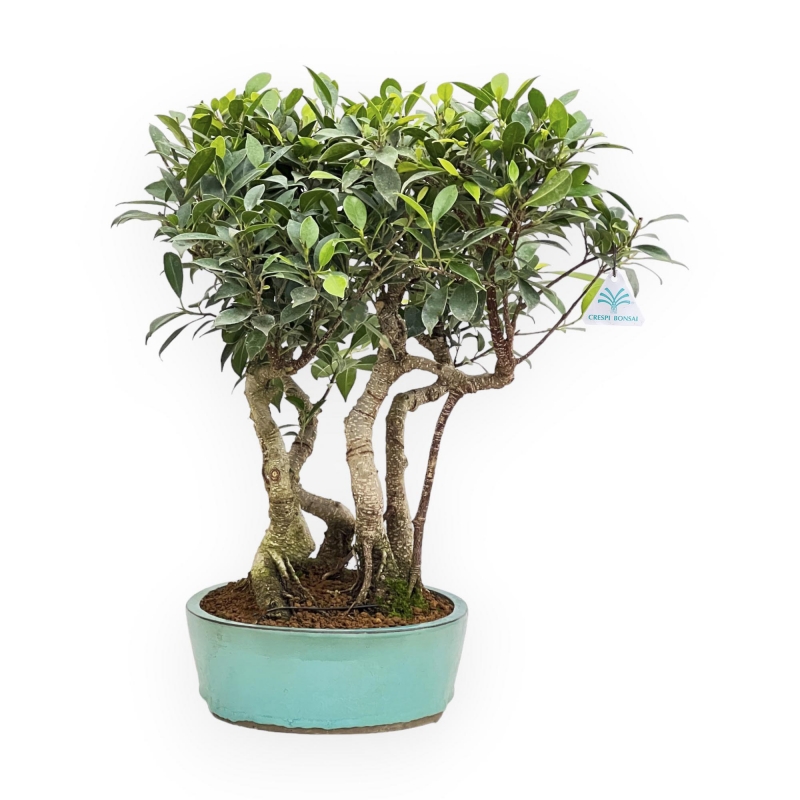 Ficus Retusa - 54 cm