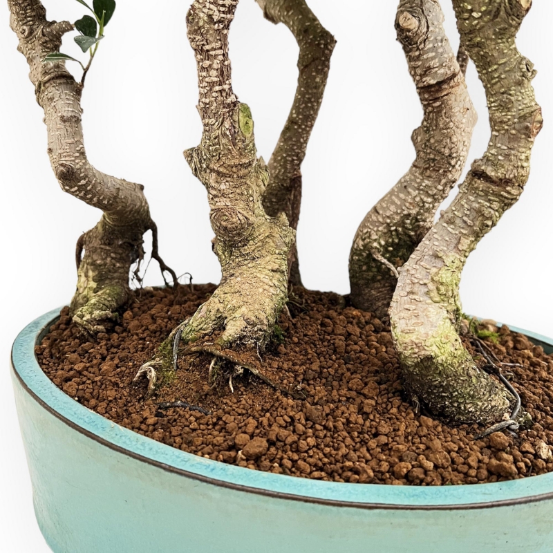 Ficus Retusa - 54 cm