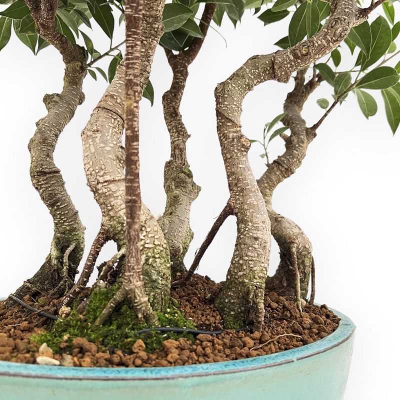 Ficus Retusa - Fico - 54 cm