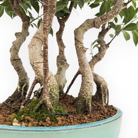 Ficus Retusa - Figuier - 54 cm