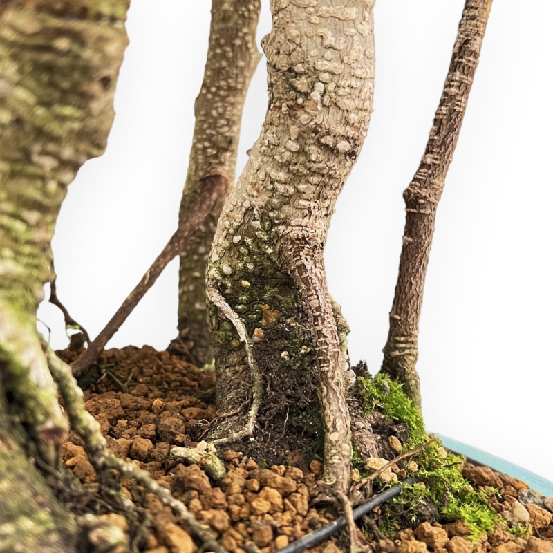 Ficus Retusa - Fig - 54 cm