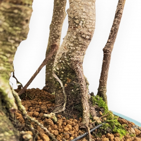 Ficus Retusa - Fico - 54 cm