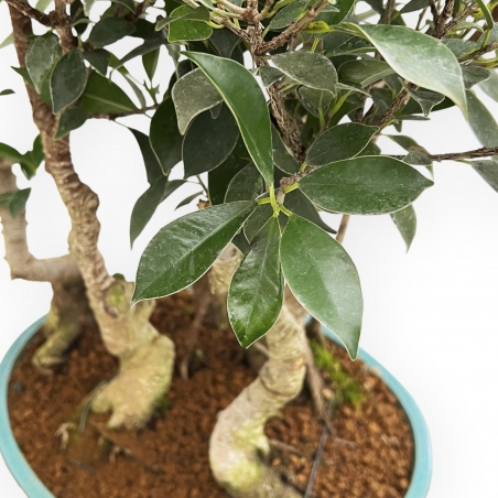 Ficus Retusa - Fig - 54 cm