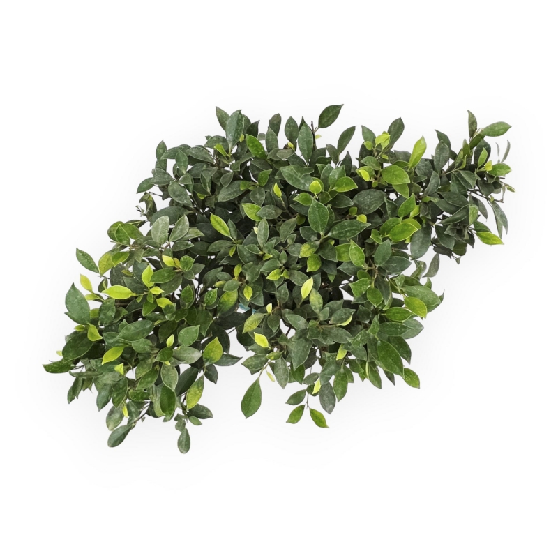 Ficus Retusa - Fico - 54 cm