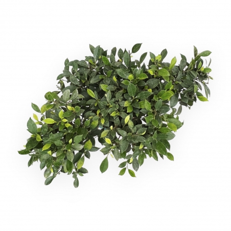 Ficus Retusa - Figuier - 54 cm