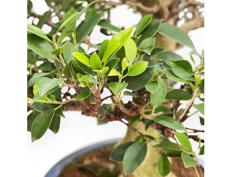 Ficus Retusa - Fig - 115 cm