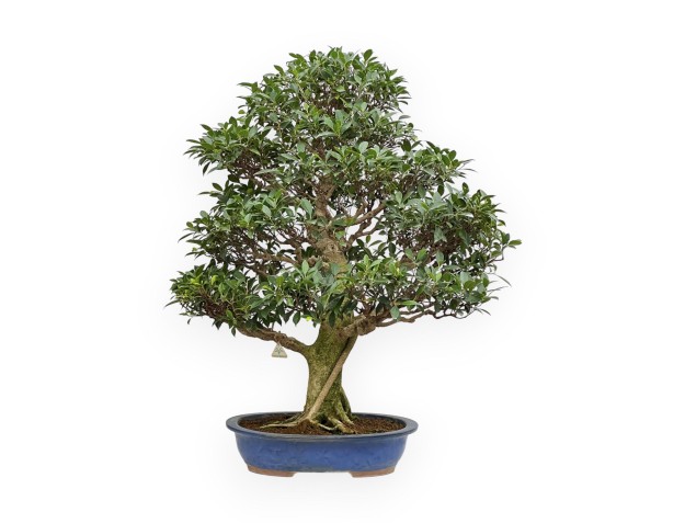 Ficus Retusa - Figuier - 115 cm