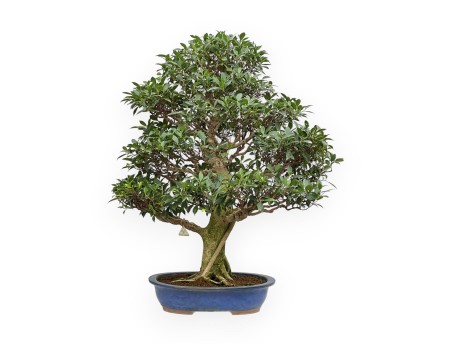 Ficus Retusa - Fico - 115 cm