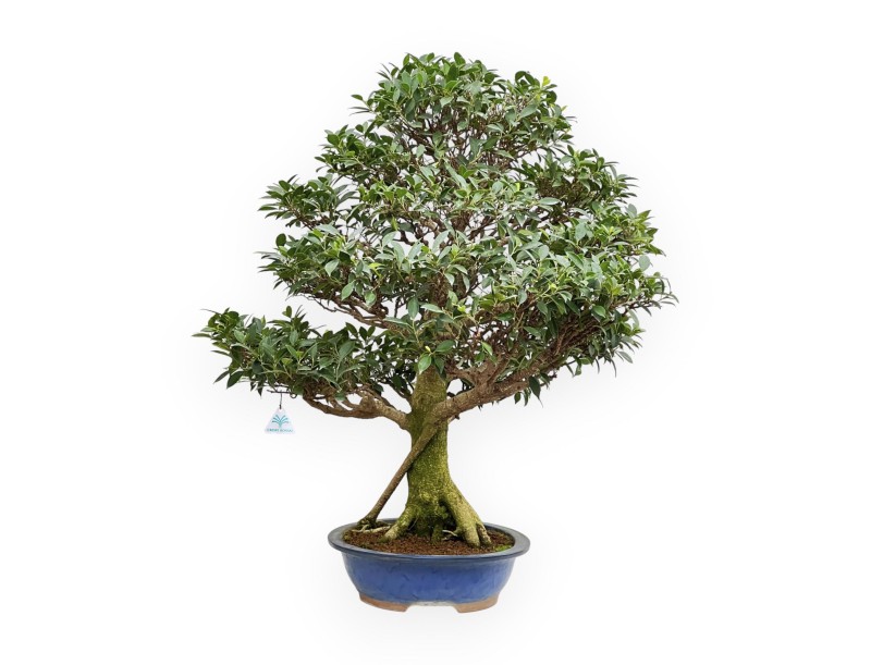 Ficus Retusa - Fico - 115 cm