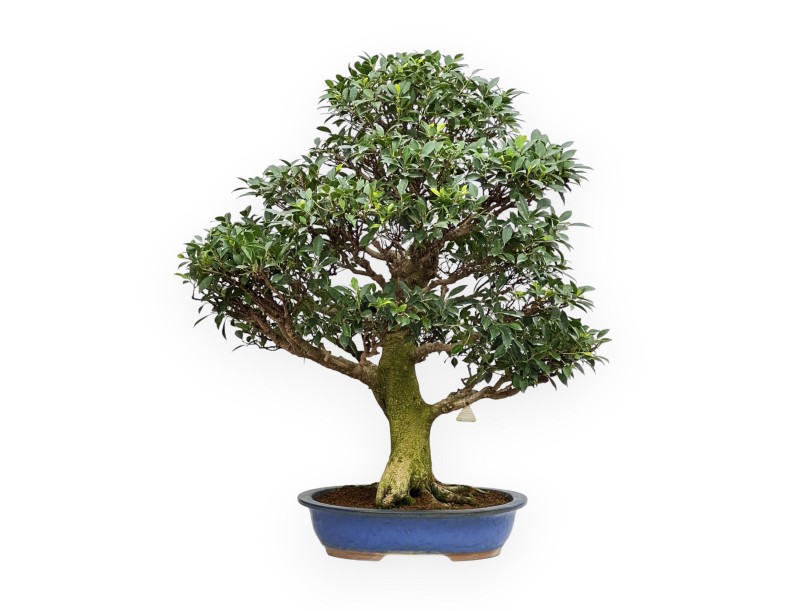 Ficus Retusa - Fig - 115 cm