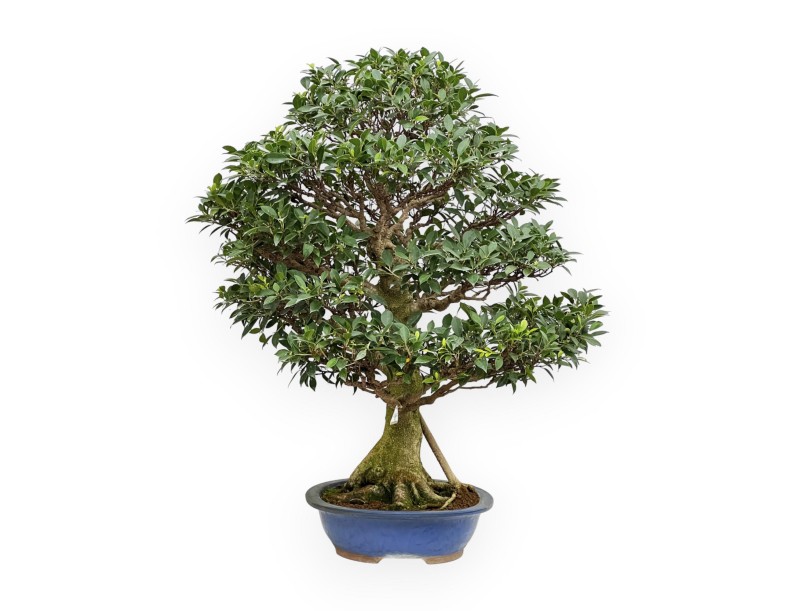 Ficus Retusa - Fico - 115 cm