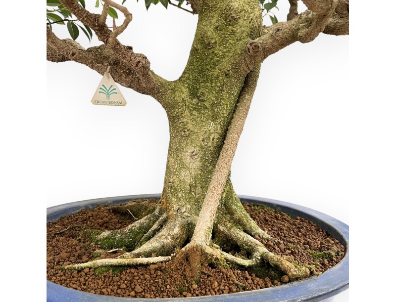 Ficus Retusa - Fig - 115 cm