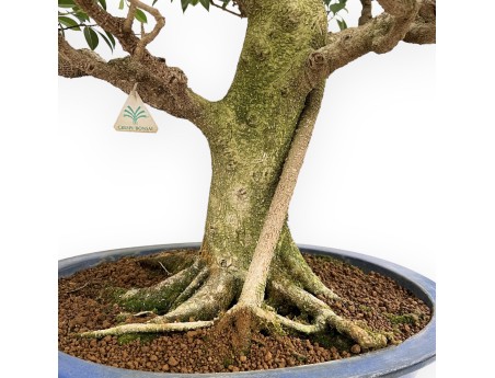 Ficus Retusa - Fig - 115 cm