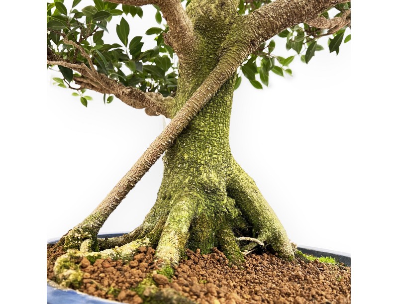 Ficus Retusa - Fig - 115 cm